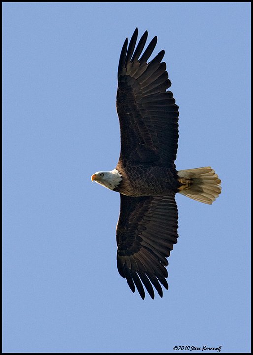 _0SB8885 american bald eagle.jpg